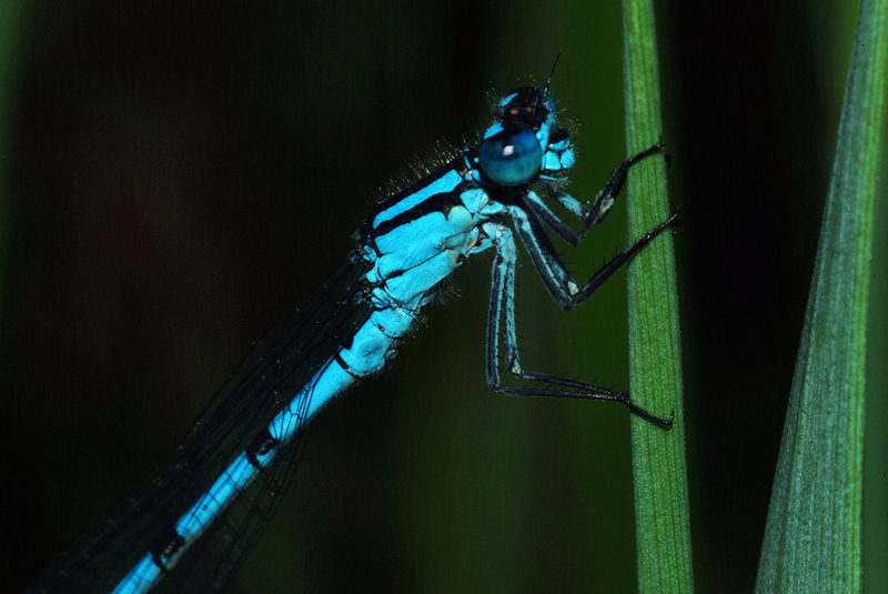 Libellula di Ortanella (LC)